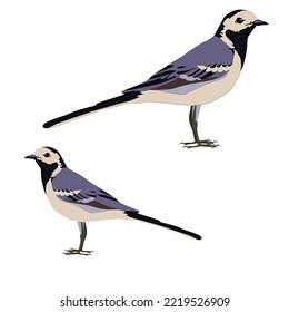 Vector wagtail bird standing on white background
