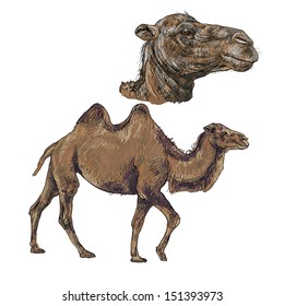 The vector of walking camel with the big scale of head