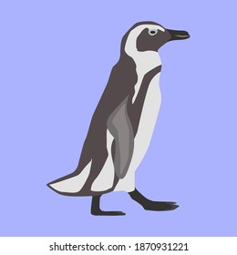 vector of walking penguin flat and modern design color, white, black and grey