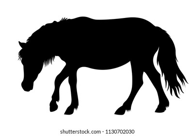 Vector walking Shetland pony silhouette farm animal illustration isolated on white background