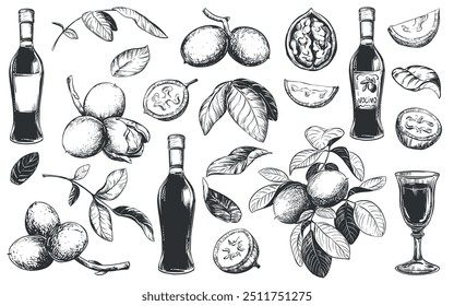 Vector walnut in engraving technique. Unripe walnut seeds whole and halves, leaves and branches. Bottle of Italian liqueur Nocino, glass with aperitif. Linear sketch in black ink on white background.