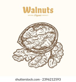 Vector walnut illustration. Half walnut piece and kernels