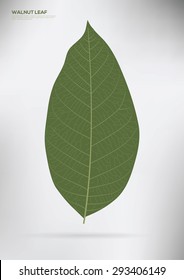 Vector walnut leaf isolated
