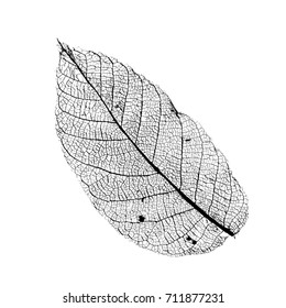 Vector Walnut Leaf Structure Skeletons with Veins