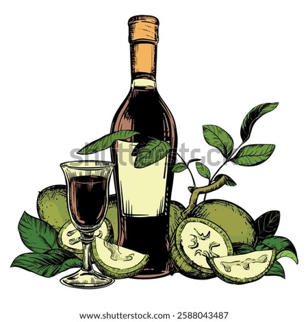 Vector Walnut liqueur in color engraving technique. Unripe walnut seeds whole and halves and leaves. Bottle of Italian liqueur Nocino, glass with aperitif and green walnuts. Linear ink sketch.