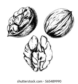 Vector walnut set . Hand drawn healthy food illustration in vintage style. Set of elements. Black on white sketch.