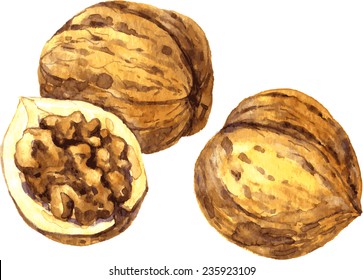 vector walnuts drawing by watercolor,hand drawn illustration