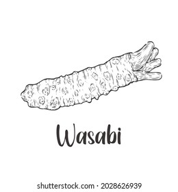 Vector del estilo de dibujo a mano de Wasabi. Diseño de elementos de dibujo. Se utiliza para menús, afiches, pancartas, etiquetas, logotipos o camisetas impresas, etc.