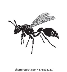 Vector of a wasp on a white background. Insect Animal
