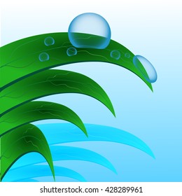 vector water drops on blade of grass