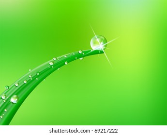 vector water drops on blade of grass