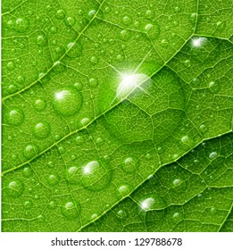 Vector water drops on green leaf macro background.