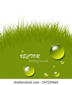 Vector water drops on green grass background