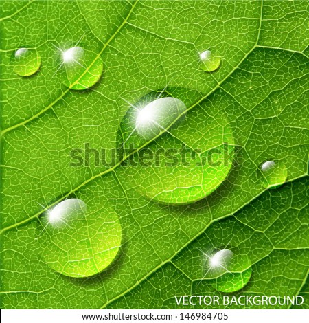 Vector water drops on green leaf macro