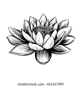 Vector water lily. Lotus illustration. Black and white graphic art line. Linocut style.