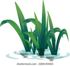 Vector de plantas de agua que crecen en el agua aislada. Ilustración de las hierbas verdes. Hojas verdes largas, hierbas de agua y plantas se cultivan en el río