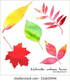Vector watercolor autumn leaves collection
