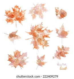 Vector watercolor autumn leaves maple leaf art flora