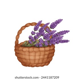 Vector watercolor basket with bouquet of lavender herb flowers isolated on white