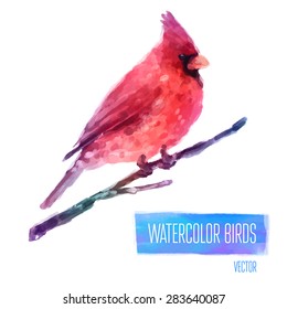 Vector Watercolor Bird Cardinal On The Branch Hand Painted Illustration isolated on white background