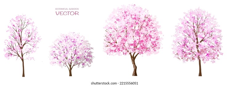 Vector of watercolor blooming flower or Sakura ,cherry tree side view isolated on white background for landscape and architecture drawing,elements for environment or and garden ,botanical in spring