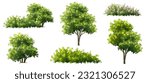 Vector watercolor blooming flower tree side view isolated for landscape and architecture drawing, elements for environment and garden,botanical elements for section in spring 