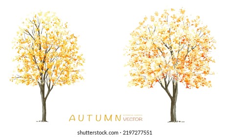 Vector watercolor blooming flower tree or forest side view isolated on white background for landscape and architecture drawing,elements for environment or and garden,botanical for section in autumn   