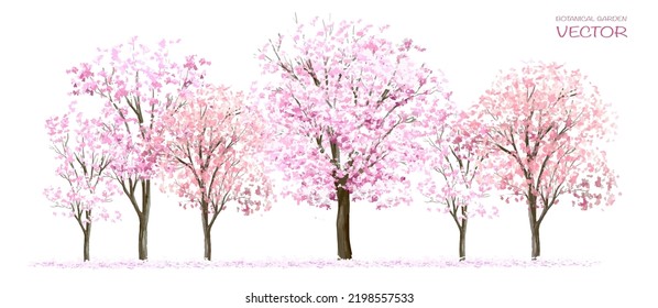 Vector watercolor blooming flower tree side view isolated on white background for landscape and architecture drawing, elements for environment or and garden,Sakura trees for section