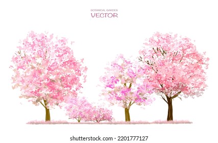 Vector watercolor blooming flower tree or forest side view isolated on white background for landscape and architecture drawing,elements for environment or and garden,Sakura tree for section