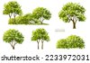 tree vector