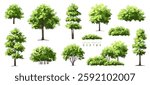 Vector watercolor of blooming tree side view isolated on white background for landscape plan and architecture drawing, elements for environment and garden,botanical elements