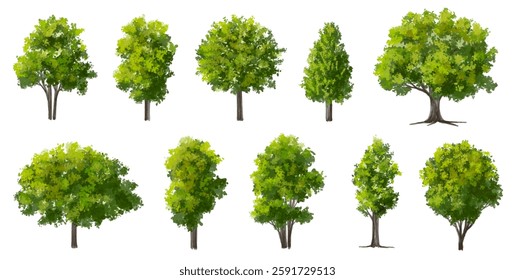 Vector watercolor of blooming tree side view isolated on white background for landscape plan and architecture drawing, elements for environment and garden,botanical elements