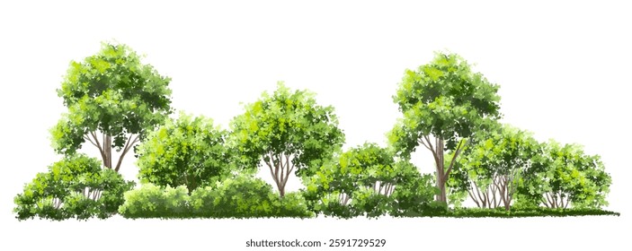 Vector watercolor of blooming tree side view isolated on white background for landscape plan and architecture drawing, elements for environment and garden,botanical elements