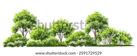 Vector watercolor of blooming tree side view isolated on white background for landscape plan and architecture drawing, elements for environment and garden,botanical elements