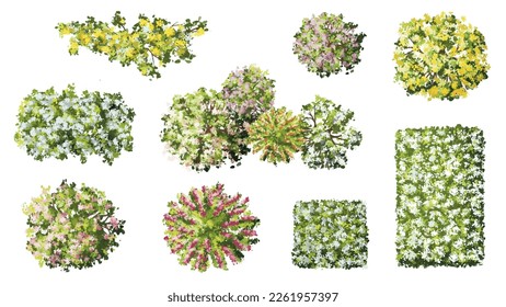 Vector watercolor of blooming tree top view isolated on white background for landscape plan and architecture drawing, elements for environment and garden,botanical elements ,blooming flowers in spring
