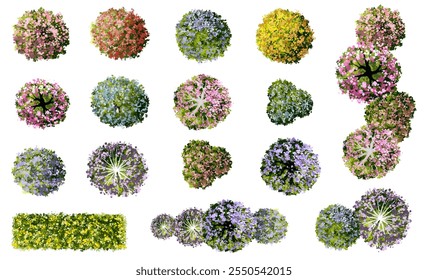 Vektor Aquarell von blühenden Baum Draufsicht einzeln auf weißem Hintergrund für Landschaftsplan und Architektur Zeichnung, Elemente für Umwelt und Garten, botanische Elemente, blühende Blume im Frühling