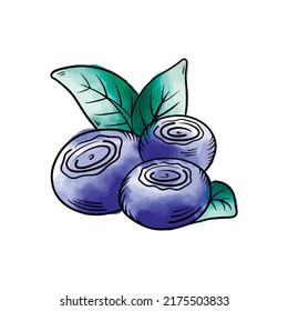 Vector acuarela Blueberries. Bayas de arándano con ramas de hojas en un estilo dibujado a mano. Esbozo en línea negra de una colección de bayas sobre un fondo blanco. Ilustración botánica vectorial