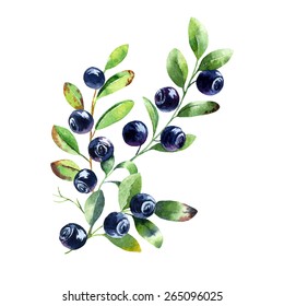 vector watercolor blueberry branch on white background 