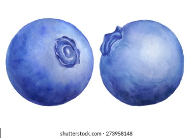 Vector watercolor blueberry set  isolated on white. 