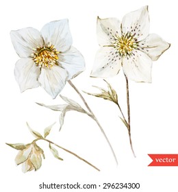 Vector Watercolor Botanical Drawing, Christmas White Hellebore Flowers, Isolated Object