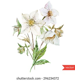 Vector Watercolor Botanical Drawing, Christmas White Hellebore Flowers, Bouquet, Isolated Object