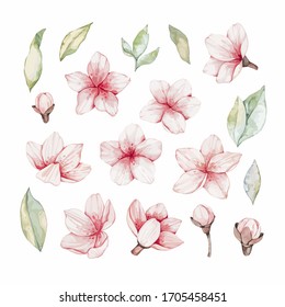 Vector Watercolor botanical illustration. Pink cherry blossom. Collection with gentle flowers, bud, branches and green leaves. Perfect for wedding invitations, cards, frames, posters, packing.