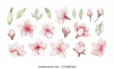 Vector Watercolor botanical illustration. Pink cherry blossom. Collection with gentle flowers, bud, branches and green leaves. Perfect for wedding invitations, cards, frames, posters, packing.