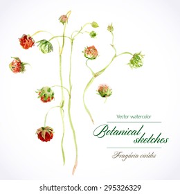 Vector watercolor botanical illustration. Wild strawberries, stems from the berries of different maturity