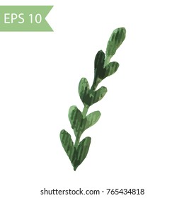 Vector watercolor boxwood branch. Illustration of green branch with leaves isolated on white background.