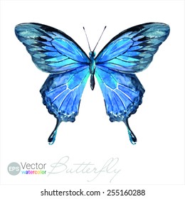 Vector Watercolor Butterfly The Ulysses butterfly Papilio ulysses