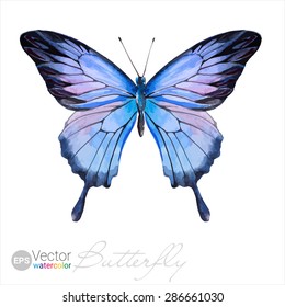 Vector Watercolor Butterfly The Ulysses butterfly Papilio ulysses. Blue Butterfly Illustration