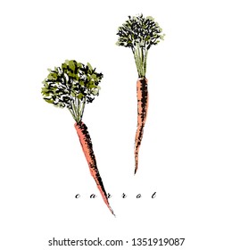 Vector watercolor carrot