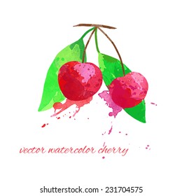 vector watercolor cherry