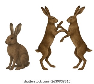 Vector watercolor clipart of brown hare standing on a white background. Hand-painted realistic animal art, perfect for textile design, print materials, packaging, posters, and decorative projects